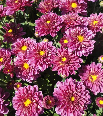 Belgian Mums® Padre Cerise